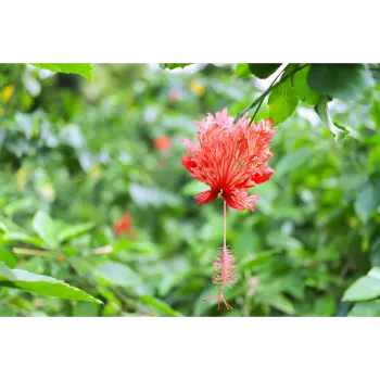 Orange Adenium Plant